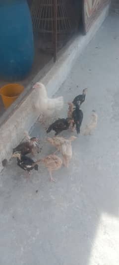 Aseel Chicks for sale