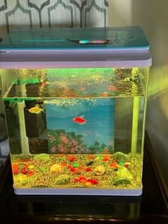 Imported Aquarium with lights