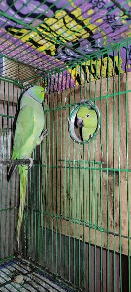 sell parrot 0