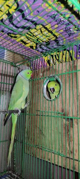 sell parrot 1