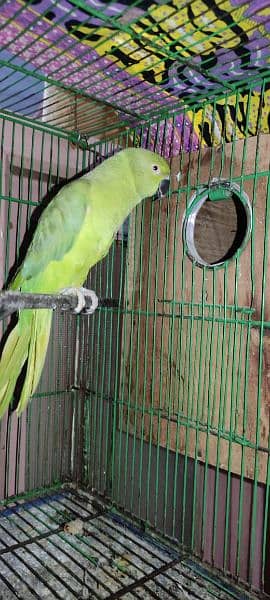 sell parrot 2