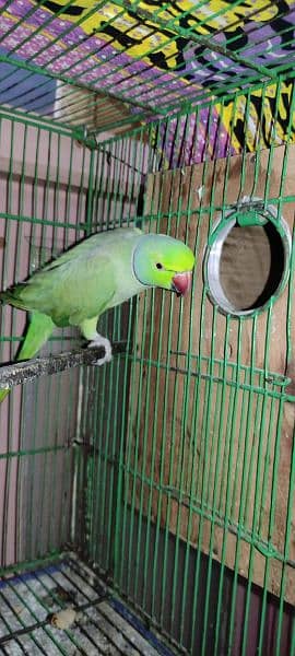 sell parrot 3