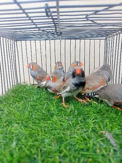 Mutation finches and splits