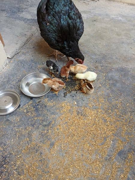 Aseel Hen with chicks and Male for sale 0
