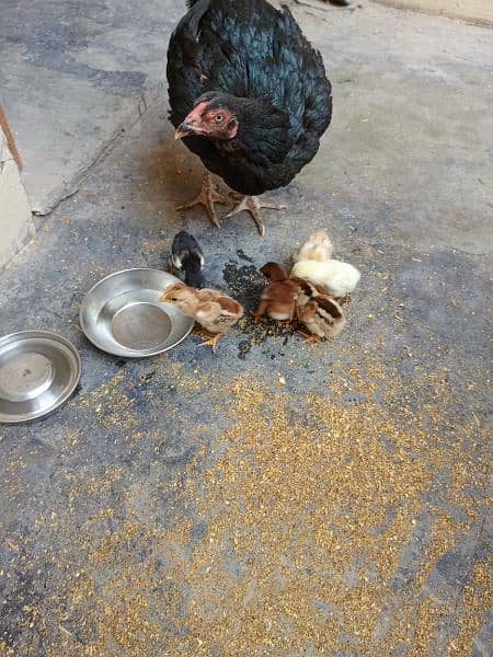 Aseel Hen with chicks and Male for sale 1