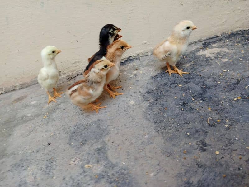 Aseel Hen with chicks and Male for sale 2