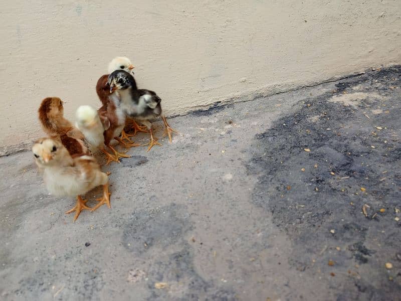 Aseel Hen with chicks and Male for sale 3
