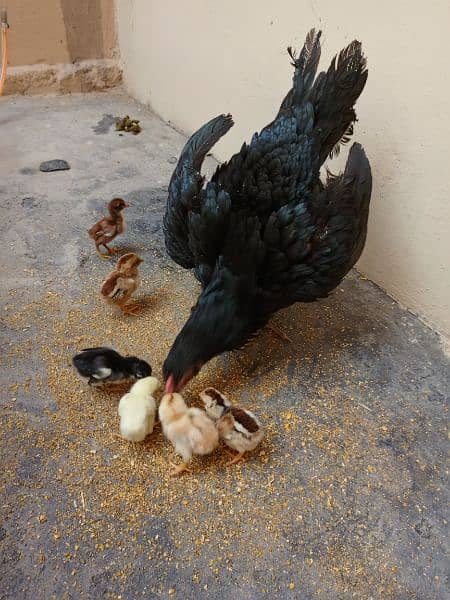 Aseel Hen with chicks and Male for sale 4