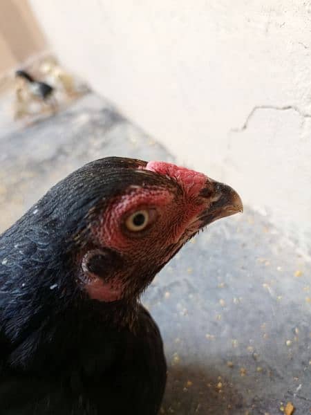 Aseel Hen with chicks and Male for sale 5