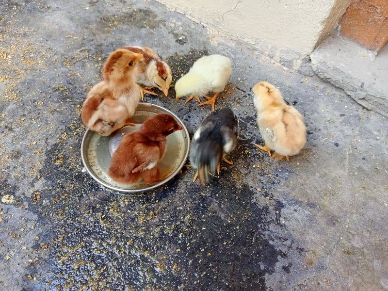 Aseel Hen with chicks and Male for sale 6