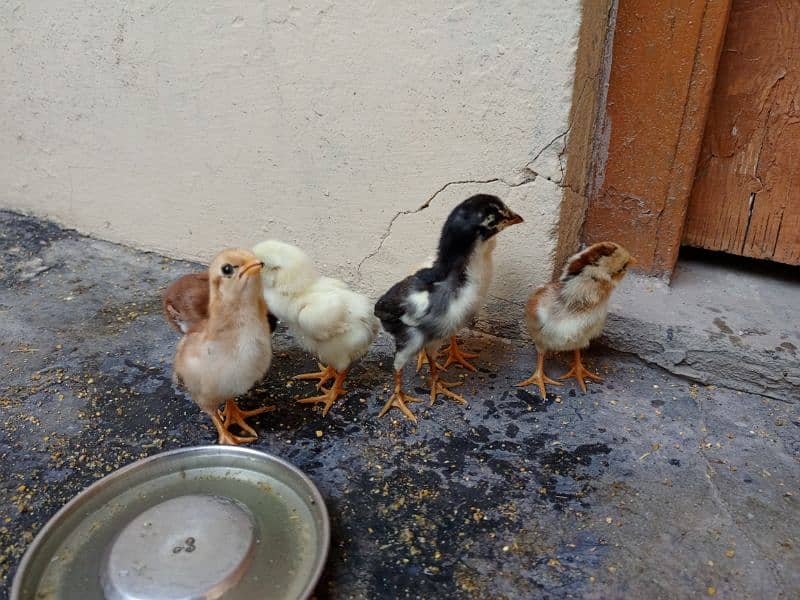 Aseel Hen with chicks and Male for sale 7