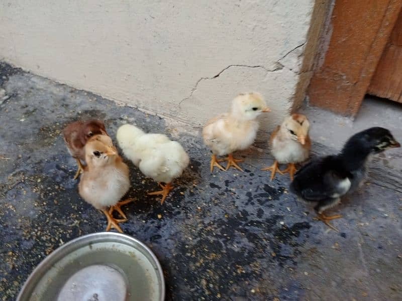 Aseel Hen with chicks and Male for sale 8