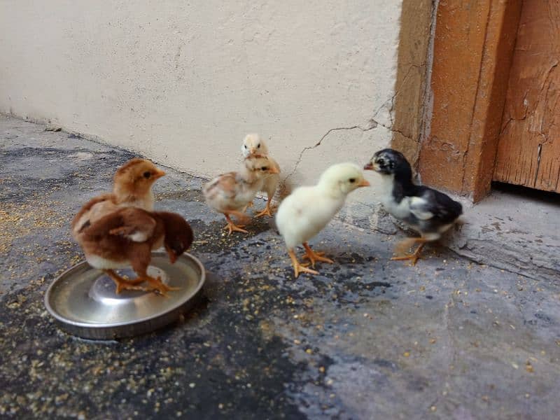 Aseel Hen with chicks and Male for sale 9