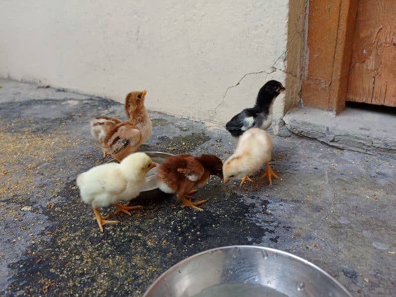 Aseel Hen with chicks and Male for sale 10