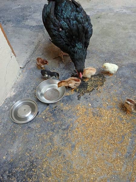 Aseel Hen with chicks and Male for sale 11