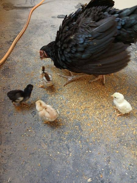 Aseel Hen with chicks and Male for sale 12