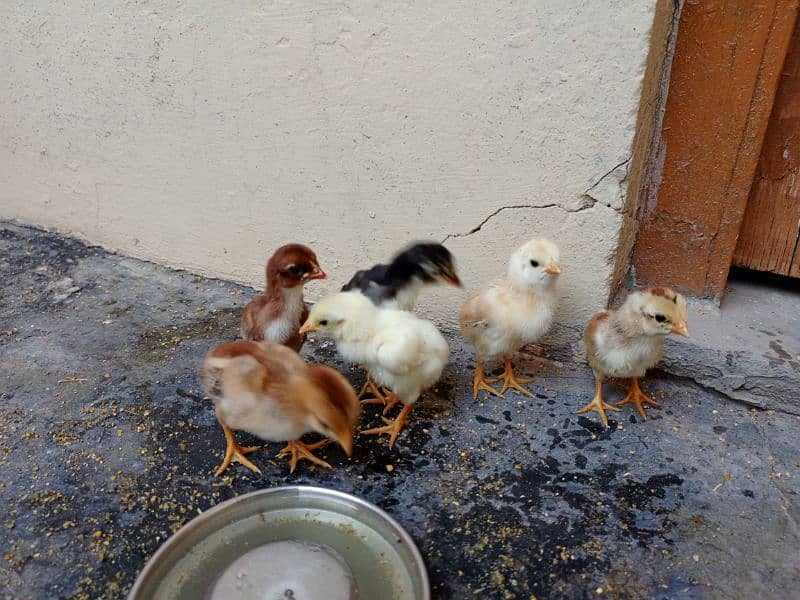 Aseel Hen with chicks and Male for sale 13