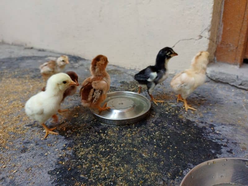 Aseel Hen with chicks and Male for sale 14