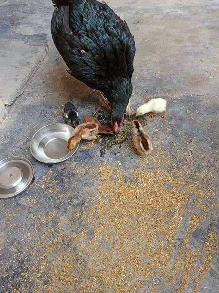 Aseel Hen with chicks and Male for sale 15