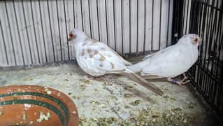 Red Blue Opal Cinnamon Pied Doves available