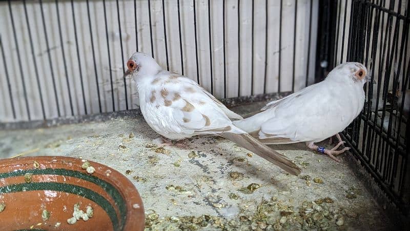 Red Blue Opal Cinnamon Pied Doves available 0