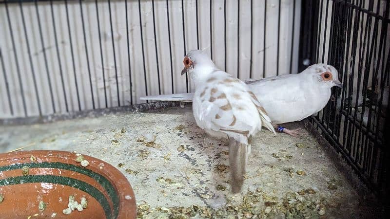 Red Blue Opal Cinnamon Pied Doves available 1