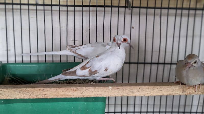 Red Blue Opal Cinnamon Pied Doves available 2