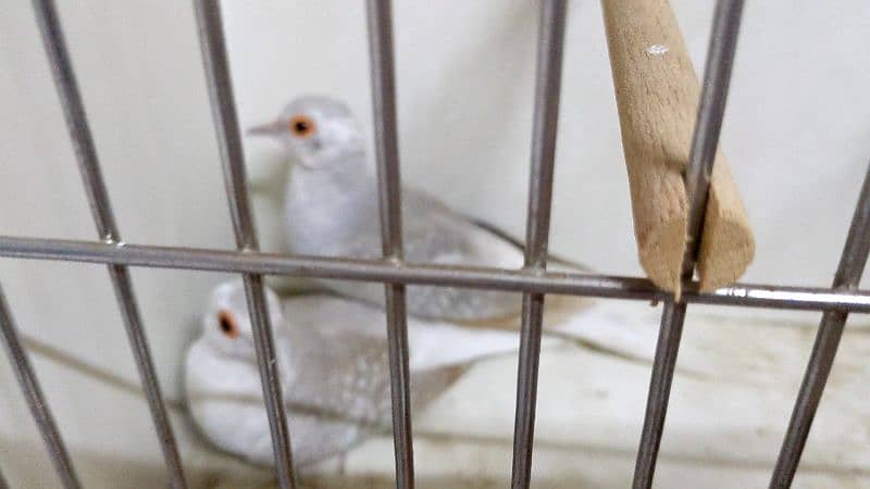 Red Blue Opal Cinnamon Pied Doves available 3