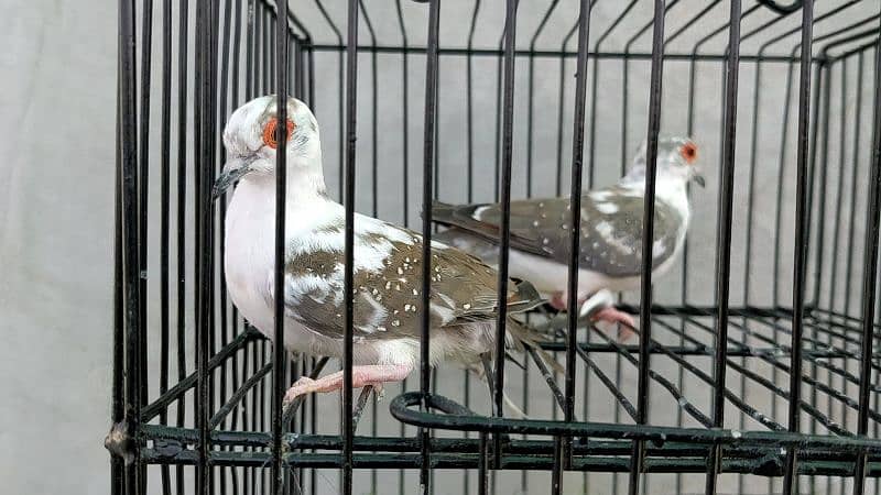 Red Blue Opal Cinnamon Pied Doves available 5