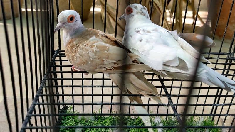 Red Blue Opal Cinnamon Pied Doves available 6