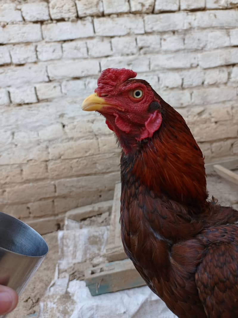 Aseel Hen with chicks and Male for sale 16