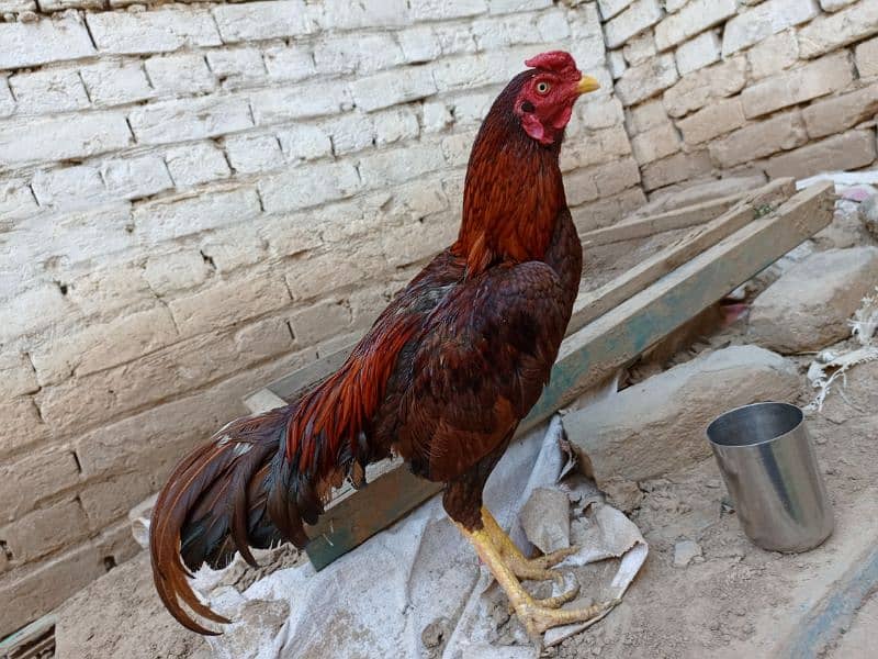 Aseel Hen with chicks and Male for sale 18