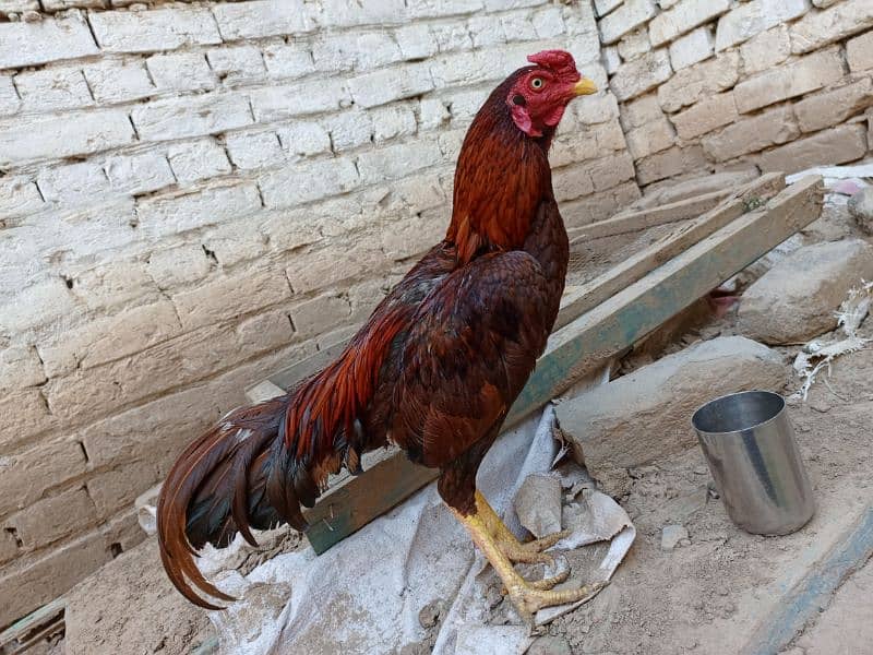 Aseel Hen with chicks and Male for sale 19