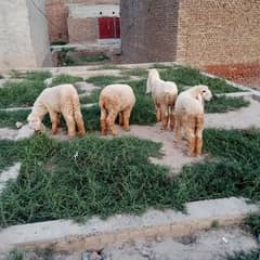 sheep for qurbani