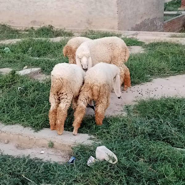 sheep for qurbani 2