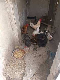 6 Hens and one rooster (white color)