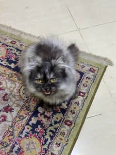 black face rare persian kitten