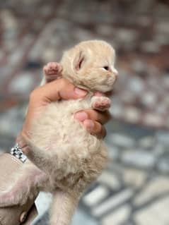 newly born persian kittens