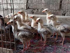 Aseel chiks for sale