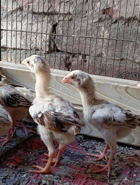 Aseel chiks for sale 0