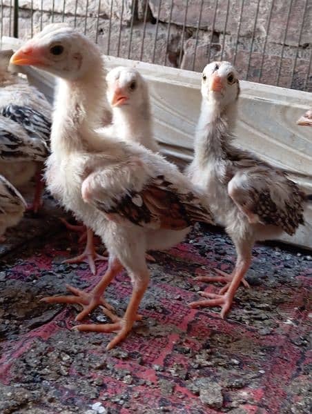 Aseel chiks for sale 3