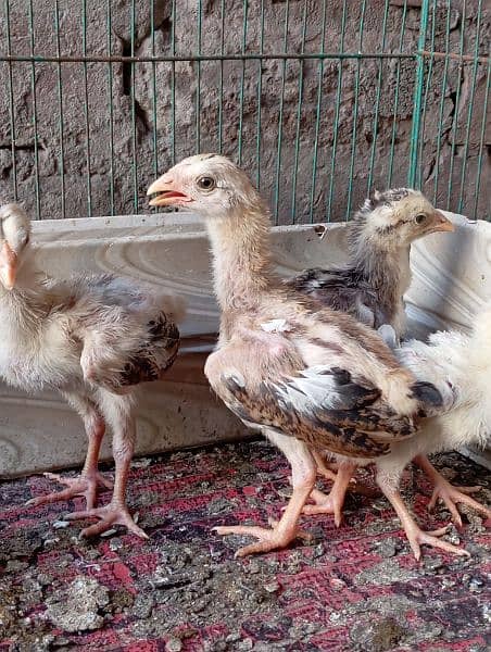 Aseel chiks for sale 4