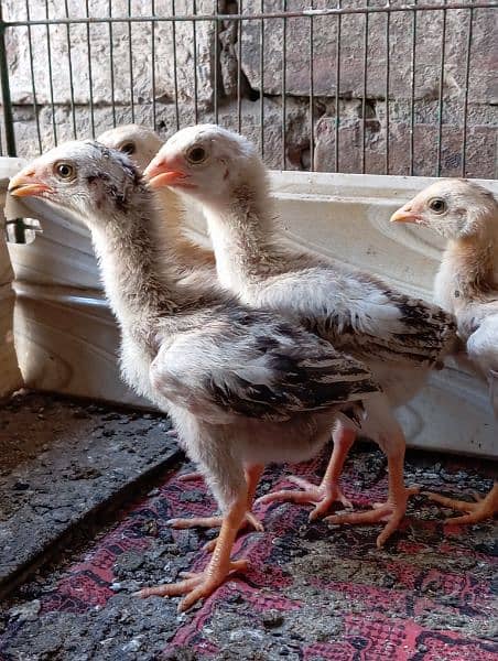 Aseel chiks for sale 6