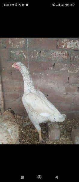 Aseel chiks for sale 8
