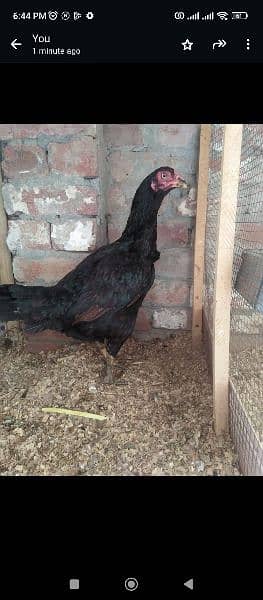 Aseel chiks for sale 9