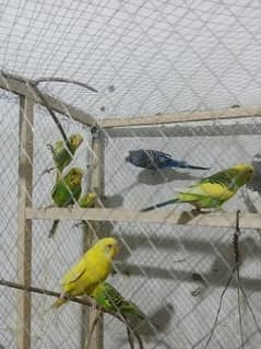 australia parrot  male and female total (30)