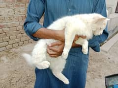 Cat male for sale
