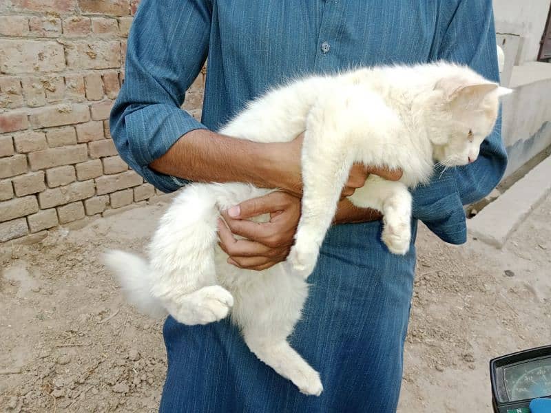 Cat male for sale 0