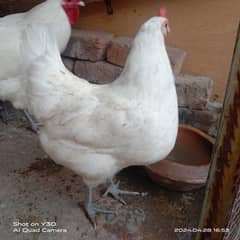 Turkey Austrolop Chicks 03464668249