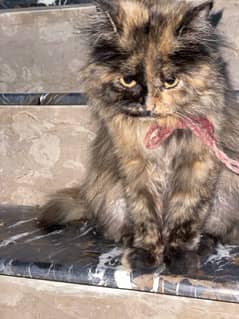 persian cat female for sale 0